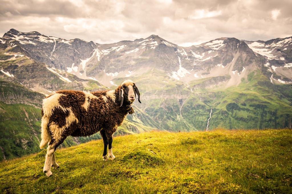 Hotel Voelserhof Bad Hofgastein Dış mekan fotoğraf